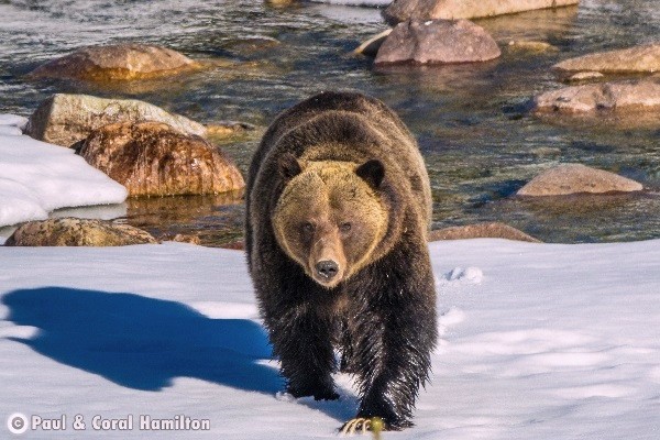 Jasper Wildlife During June