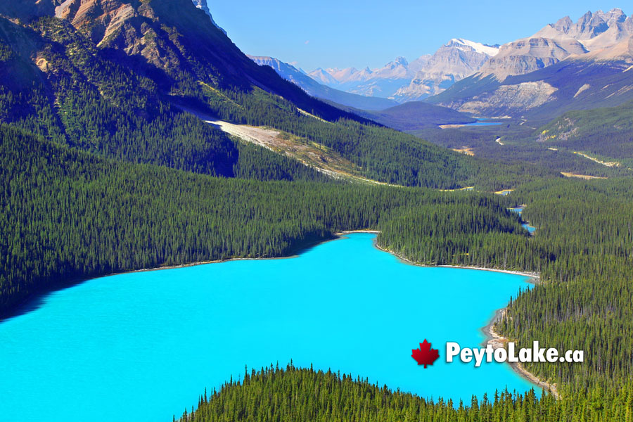 June at Peyto Lake